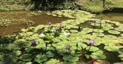 Sítio no Rio Sellin – Um verdadeiro Paraíso