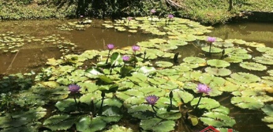 Sítio no Rio Sellin – Um verdadeiro Paraíso