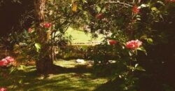 Sítio no Rio Sellin – Um verdadeiro Paraíso