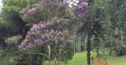 Sítio no Rio Sellin – Um verdadeiro Paraíso