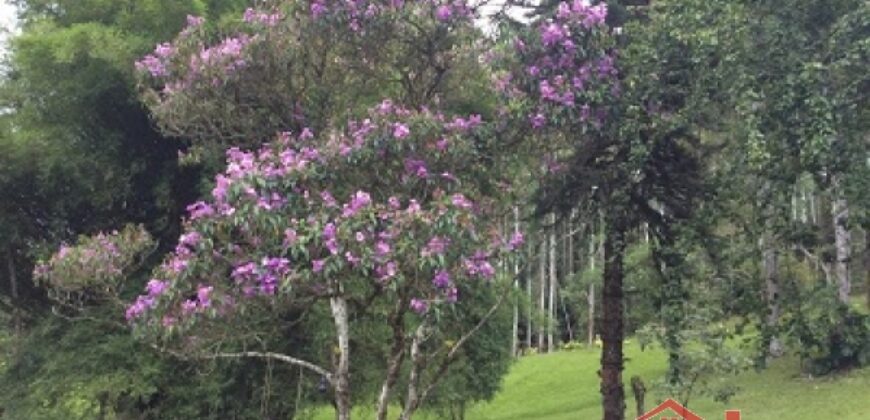 Sítio no Rio Sellin – Um verdadeiro Paraíso