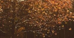 Sítio no Rio Sellin – Um verdadeiro Paraíso