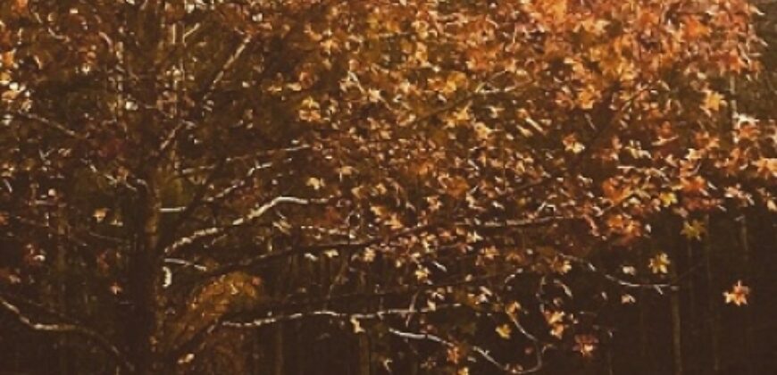 Sítio no Rio Sellin – Um verdadeiro Paraíso