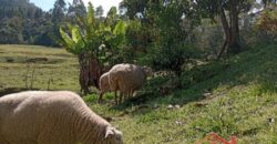 SÍTIO EM VITOR MEIRELLES