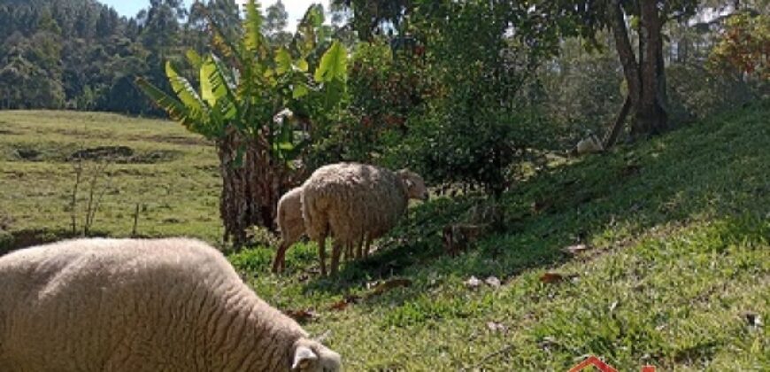 SÍTIO EM VITOR MEIRELLES