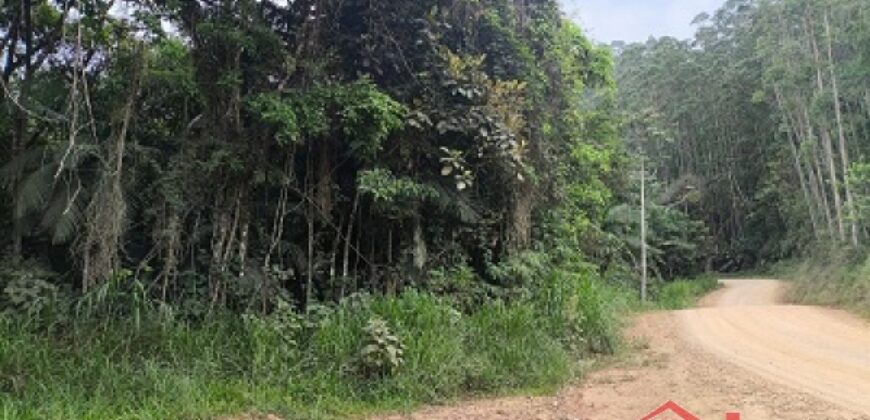 SÍTIO À VENDA EM APIÚNA/SC – 13,65 HECTARES COM EUCALIPTO E PINUS 🌿