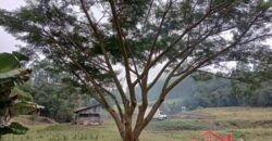 SÍTIO EM VITOR MEIRELLES