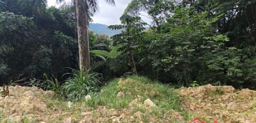 SÍTIO À VENDA EM APIÚNA/SC – 13,65 HECTARES COM EUCALIPTO E PINUS 🌿