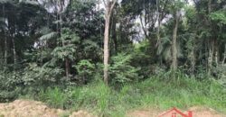 SÍTIO À VENDA EM APIÚNA/SC – 13,65 HECTARES COM EUCALIPTO E PINUS 🌿