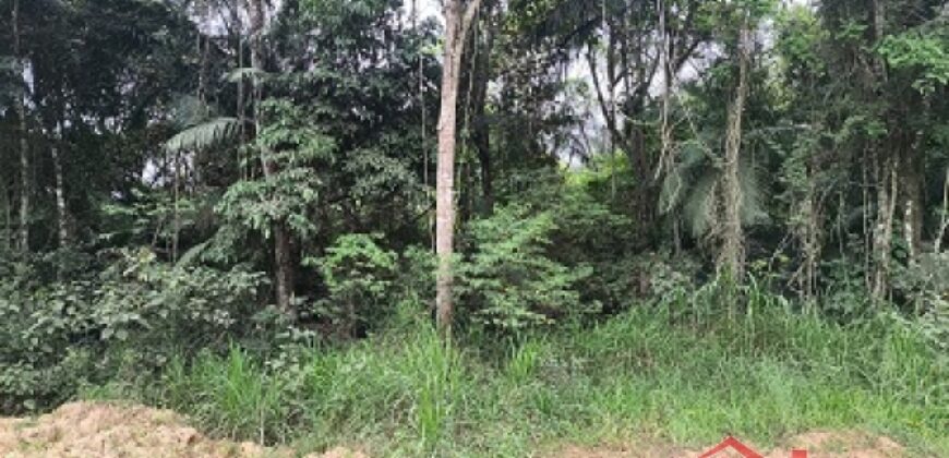 SÍTIO À VENDA EM APIÚNA/SC – 13,65 HECTARES COM EUCALIPTO E PINUS 🌿