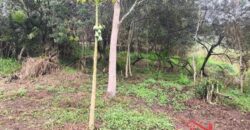 🏞️ 02 Terrenos à Venda – Ideal para Construção Residencial