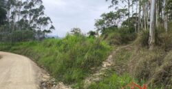 SÍTIO À VENDA EM APIÚNA/SC – 13,65 HECTARES COM EUCALIPTO E PINUS 🌿