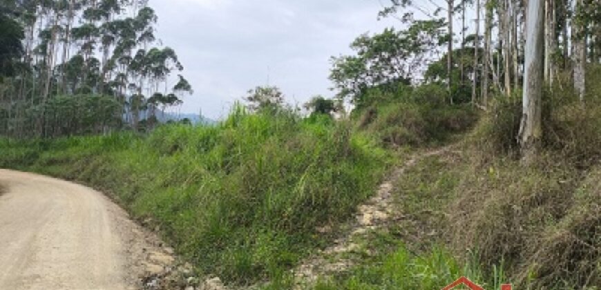 SÍTIO À VENDA EM APIÚNA/SC – 13,65 HECTARES COM EUCALIPTO E PINUS 🌿