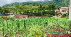 🌟 Oportunidade de Investimento em Ibirama! 💼