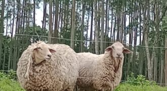 SÍTIO EM VITOR MEIRELLES