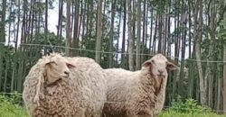 SÍTIO EM VITOR MEIRELLES