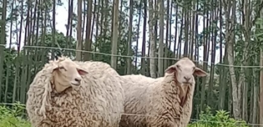 SÍTIO EM VITOR MEIRELLES