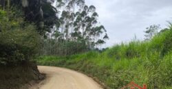 SÍTIO À VENDA EM APIÚNA/SC – 13,65 HECTARES COM EUCALIPTO E PINUS 🌿