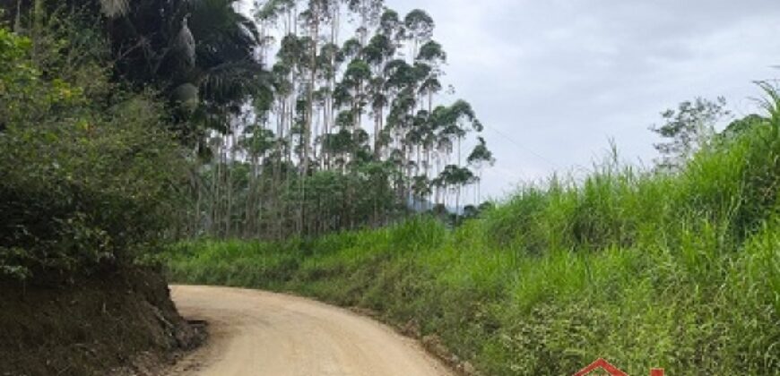 SÍTIO À VENDA EM APIÚNA/SC – 13,65 HECTARES COM EUCALIPTO E PINUS 🌿