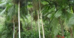 🌿🏡 Oportunidade Exclusiva para Investidores em Ibirama!