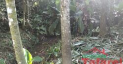 🌿 SÍTIO EM IBIRAMA – GRANDE OPORTUNIDADE! 🌿