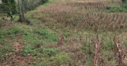 SÍTIO EM VITOR MEIRELLES