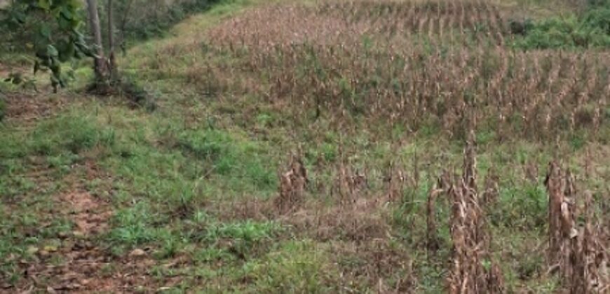 SÍTIO EM VITOR MEIRELLES