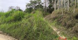 SÍTIO À VENDA EM APIÚNA/SC – 13,65 HECTARES COM EUCALIPTO E PINUS 🌿