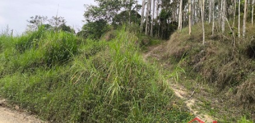 SÍTIO À VENDA EM APIÚNA/SC – 13,65 HECTARES COM EUCALIPTO E PINUS 🌿