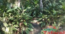 🌿 SÍTIO EM IBIRAMA – GRANDE OPORTUNIDADE! 🌿