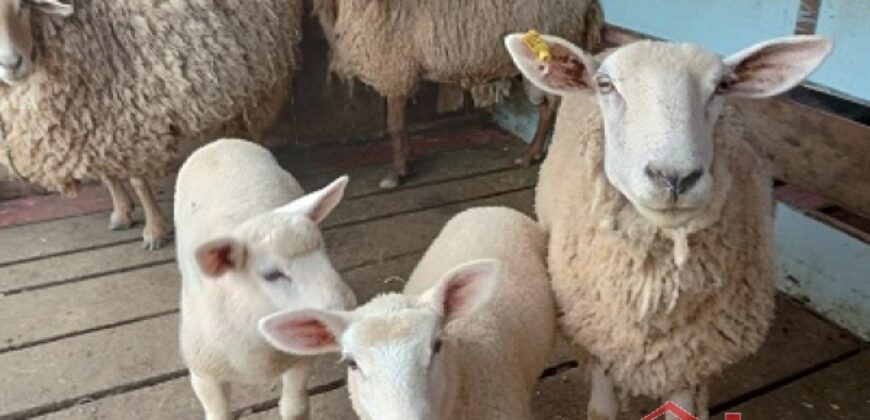 SÍTIO EM VITOR MEIRELLES