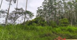 SÍTIO À VENDA EM APIÚNA/SC – 13,65 HECTARES COM EUCALIPTO E PINUS 🌿