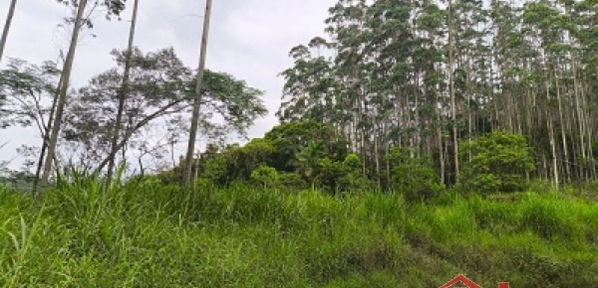 SÍTIO À VENDA EM APIÚNA/SC – 13,65 HECTARES COM EUCALIPTO E PINUS 🌿