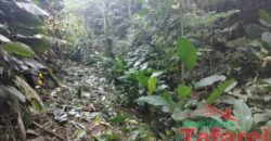 🌿 SÍTIO EM IBIRAMA – GRANDE OPORTUNIDADE! 🌿