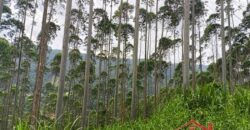 SÍTIO À VENDA EM APIÚNA/SC – 13,65 HECTARES COM EUCALIPTO E PINUS 🌿