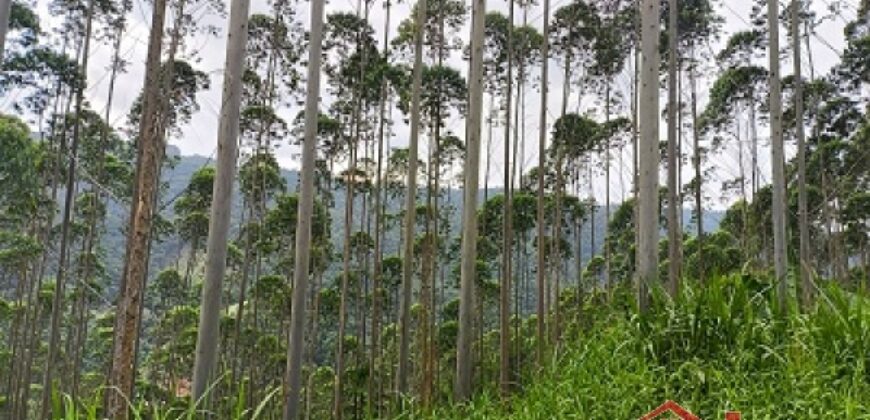 SÍTIO À VENDA EM APIÚNA/SC – 13,65 HECTARES COM EUCALIPTO E PINUS 🌿
