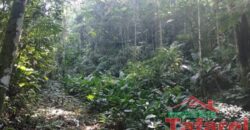 🌿 SÍTIO EM IBIRAMA – GRANDE OPORTUNIDADE! 🌿