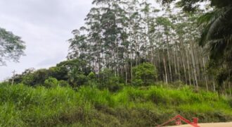 SÍTIO À VENDA EM APIÚNA/SC – 13,65 HECTARES COM EUCALIPTO E PINUS 🌿