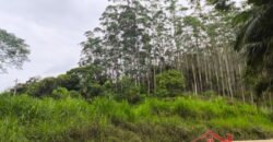 SÍTIO À VENDA EM APIÚNA/SC – 13,65 HECTARES COM EUCALIPTO E PINUS 🌿