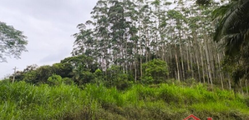SÍTIO À VENDA EM APIÚNA/SC – 13,65 HECTARES COM EUCALIPTO E PINUS 🌿