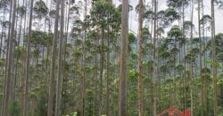 SÍTIO À VENDA EM APIÚNA/SC – 13,65 HECTARES COM EUCALIPTO E PINUS 🌿