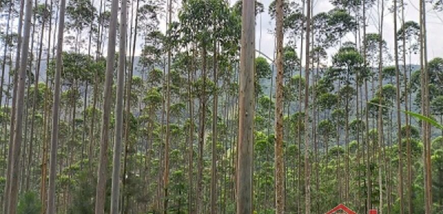 SÍTIO À VENDA EM APIÚNA/SC – 13,65 HECTARES COM EUCALIPTO E PINUS 🌿