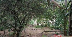 🏡✨ Casa de Alvenaria com Amplo Terreno – Excelente Oportunidade em Ibirama