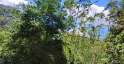 SÍTIO À VENDA EM APIÚNA/SC – 13,65 HECTARES COM EUCALIPTO E PINUS 🌿