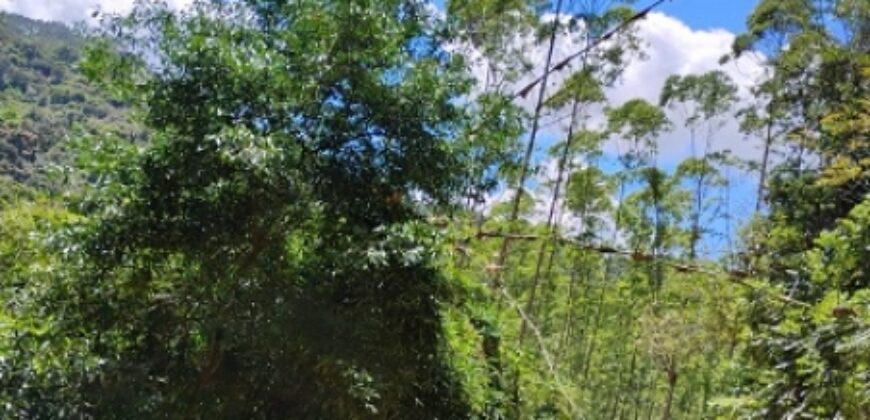 SÍTIO À VENDA EM APIÚNA/SC – 13,65 HECTARES COM EUCALIPTO E PINUS 🌿