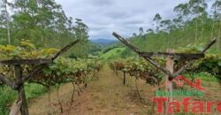 Sítio Encantador em Ibirama! 🏡