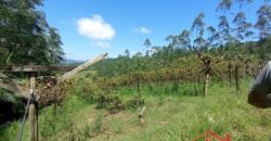 Sítio Encantador em Ibirama! 🏡