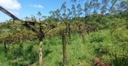 Sítio Encantador em Ibirama! 🏡