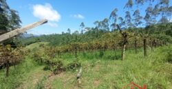 Sítio Encantador em Ibirama! 🏡