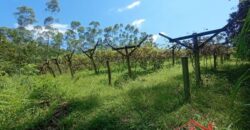 Sítio Encantador em Ibirama! 🏡